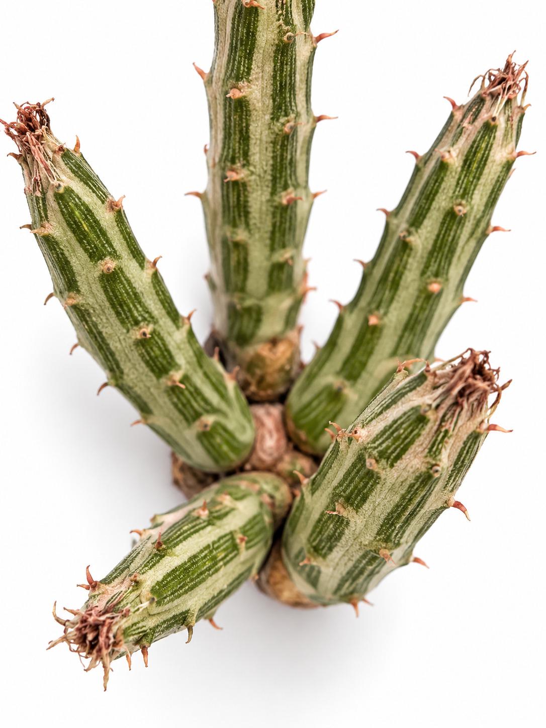 Senecio Stapeliformis cutting photo 2