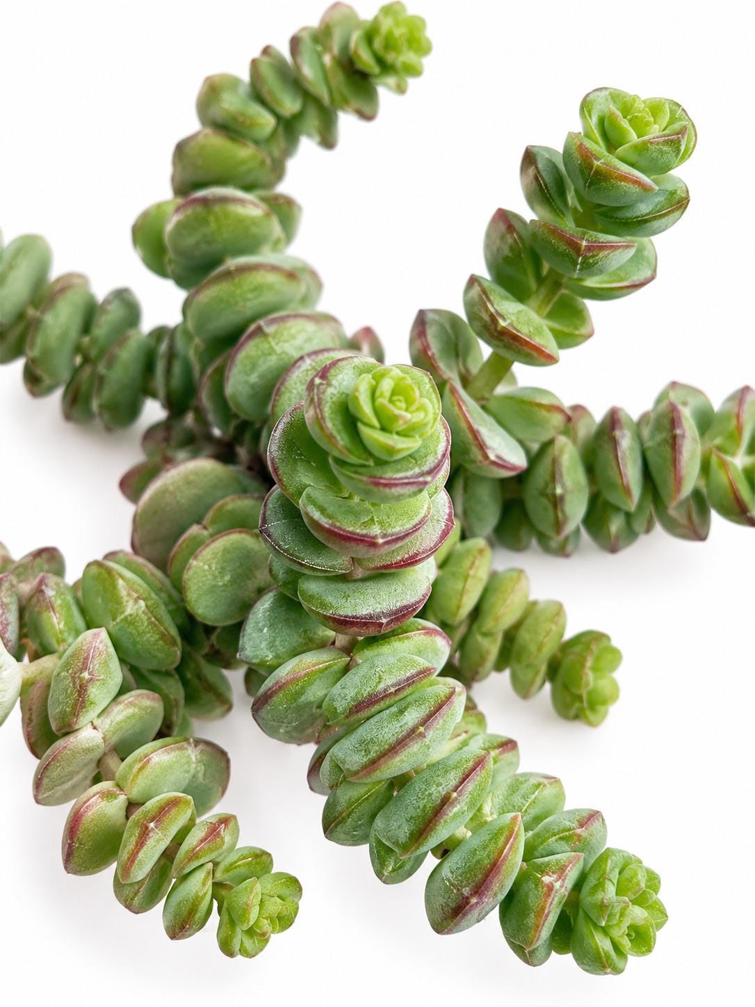 Crassula Hottentot cutting photo 2