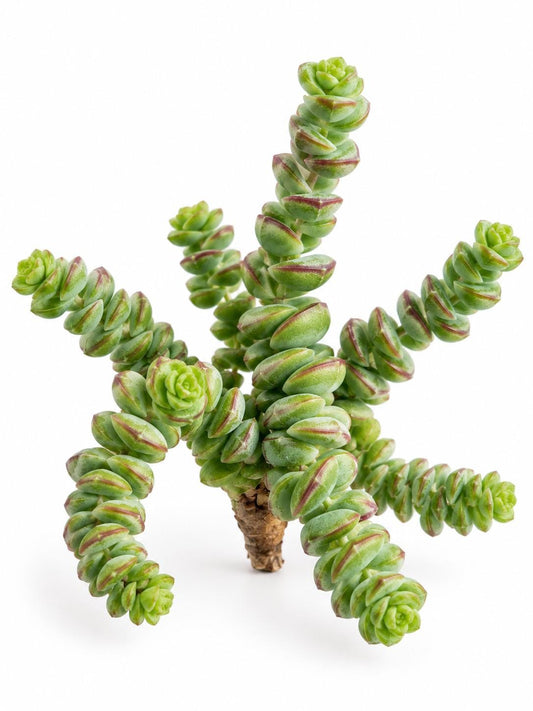 Crassula Hottentot cutting