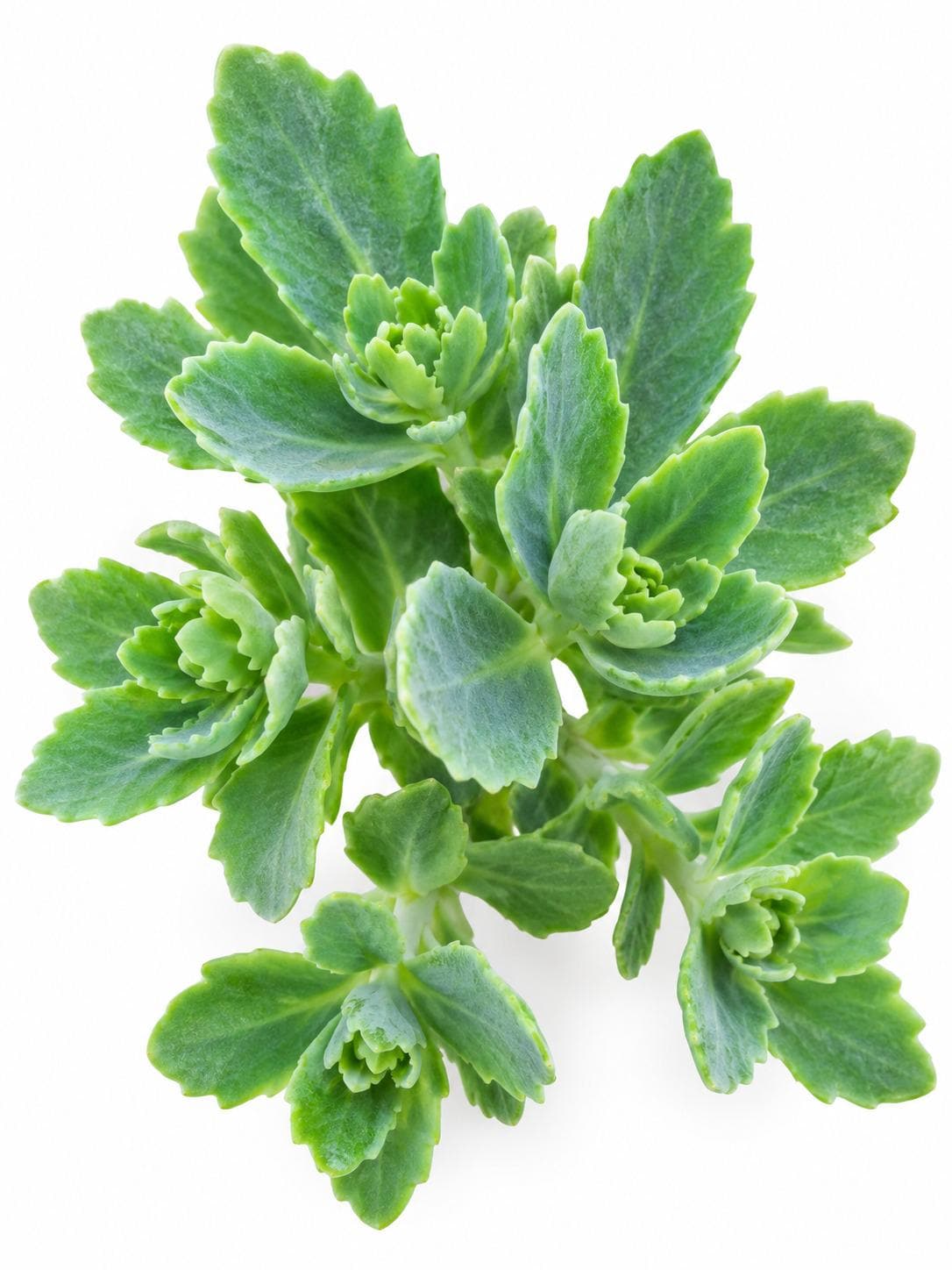 Sedum Spectabile cutting photo 2