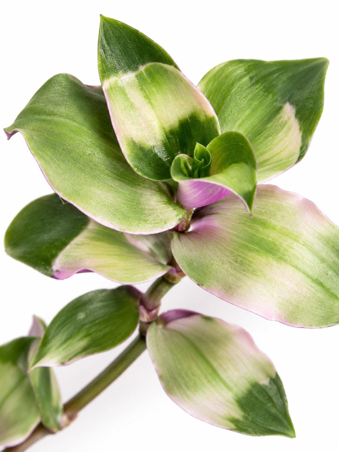 Tradescantia Maidens Blush cutting photo 2