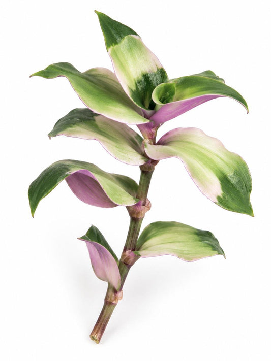 Tradescantia Maidens Blush cutting