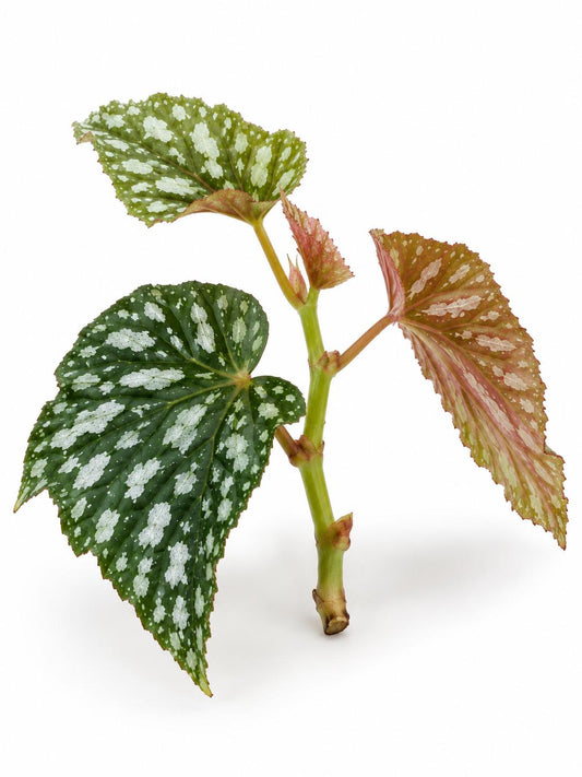 Hoya Begonia cutting