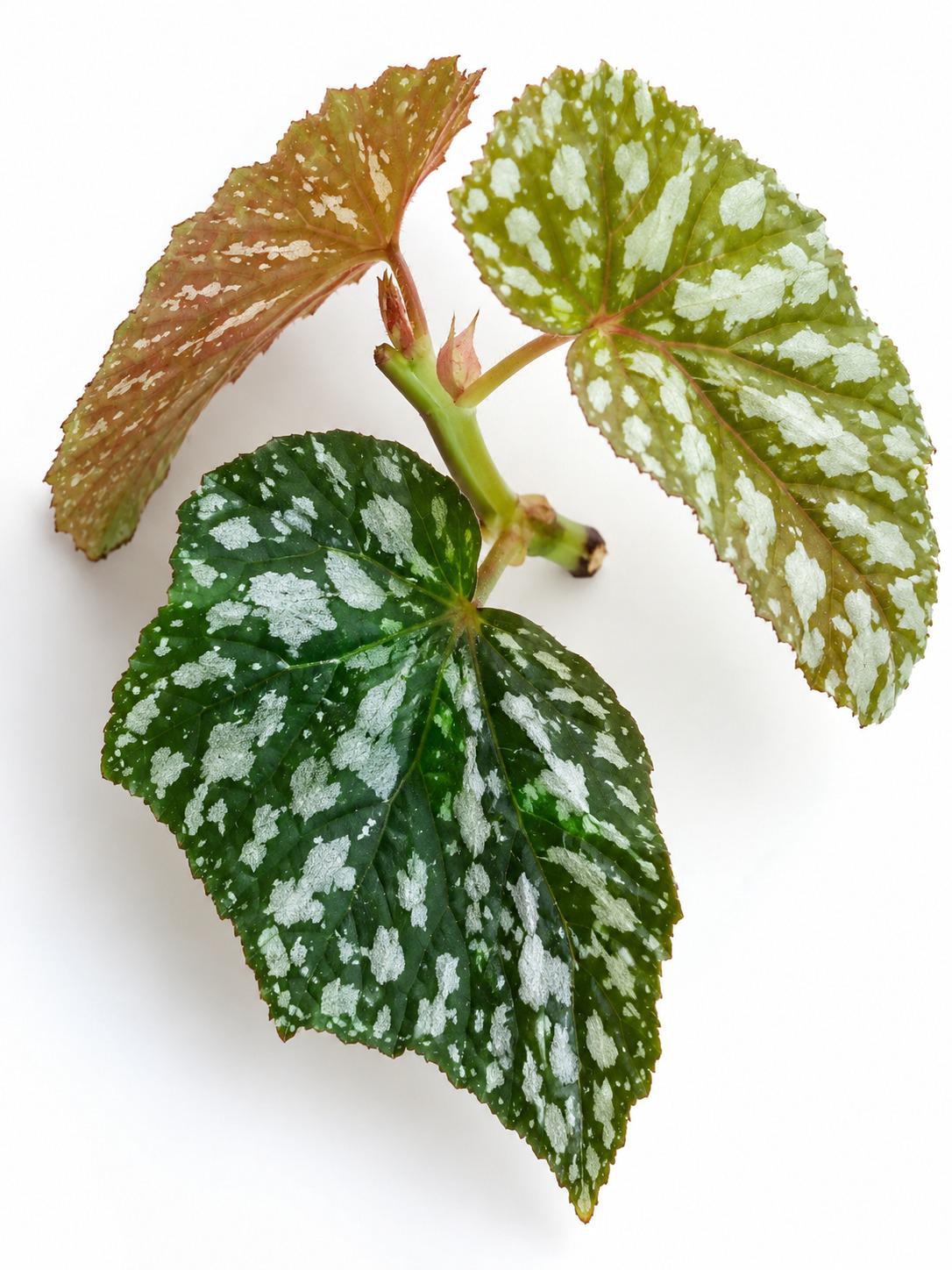 Hoya Begonia cutting photo 2