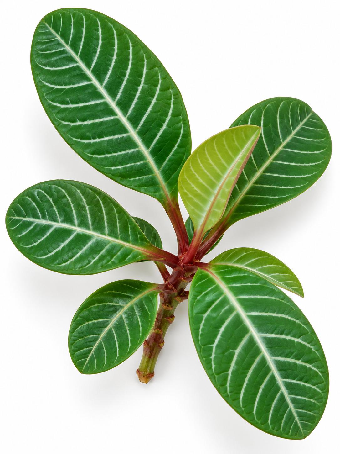 Euphorbia Leuconeura Cutting – rare plant for sale