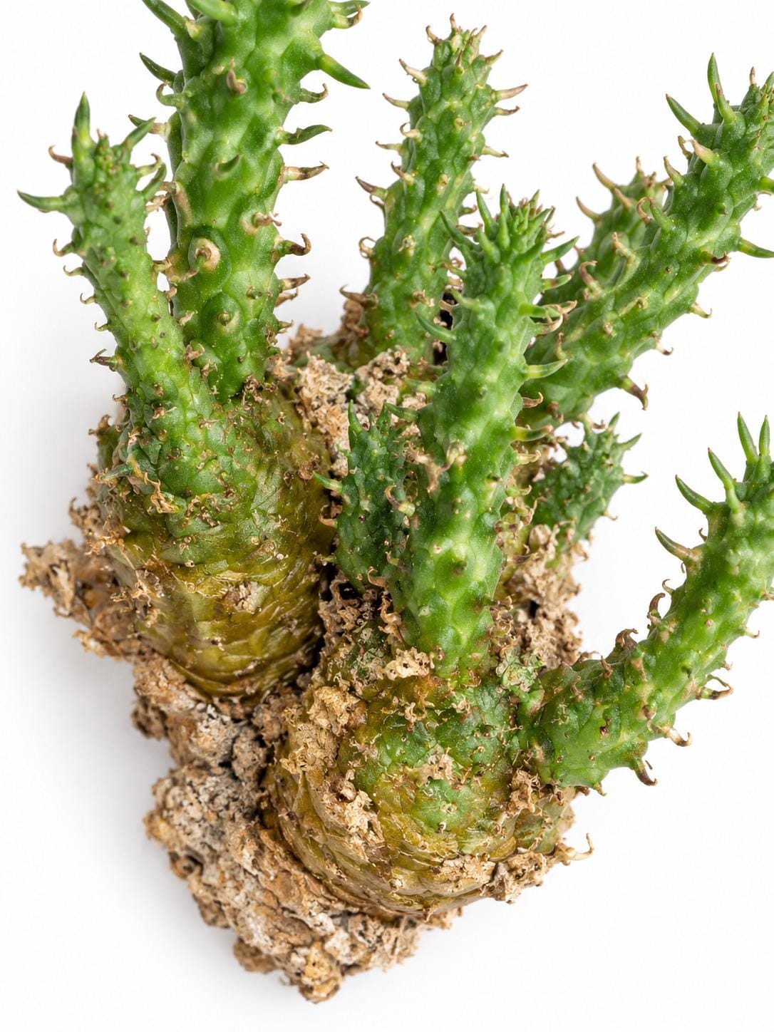 Euphorbia Gamkensis cutting photo 2