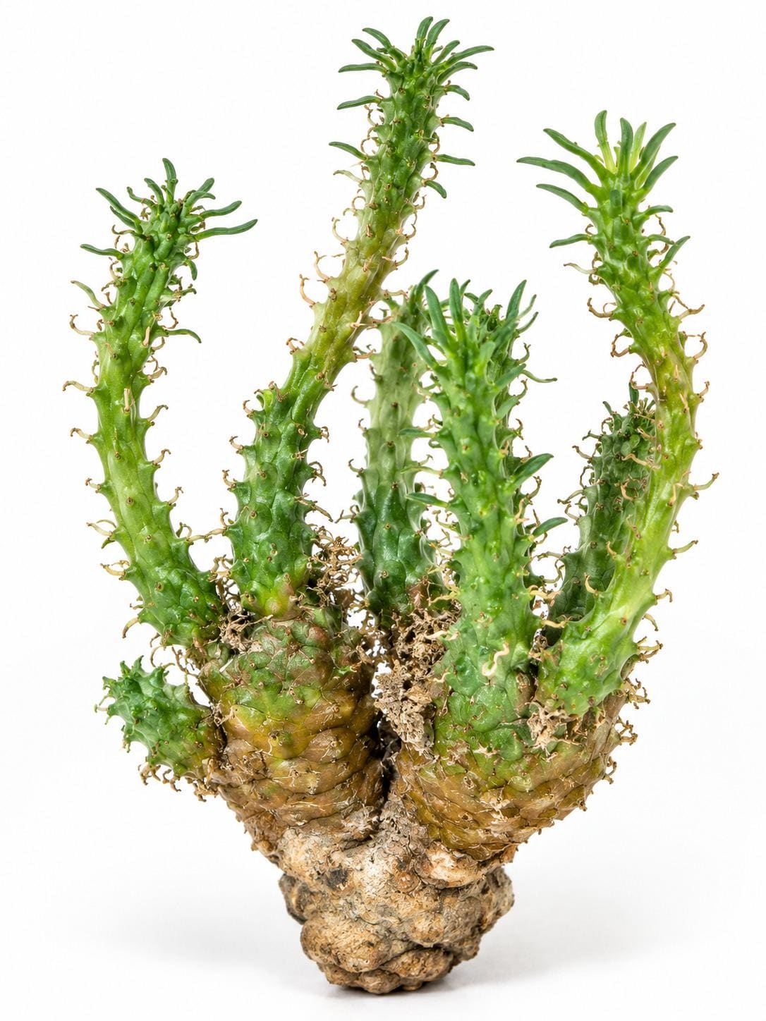 Euphorbia Gamkensis cutting