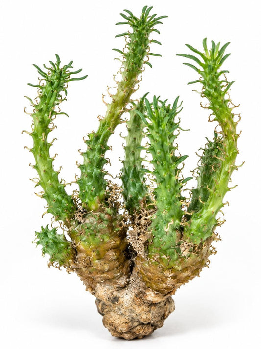 Euphorbia Gamkensis cutting