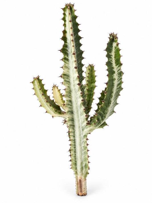 Euphorbia Erythraeae cutting