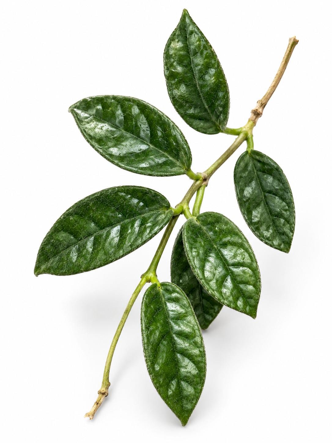 Hoya Villosa Fuzzy cutting