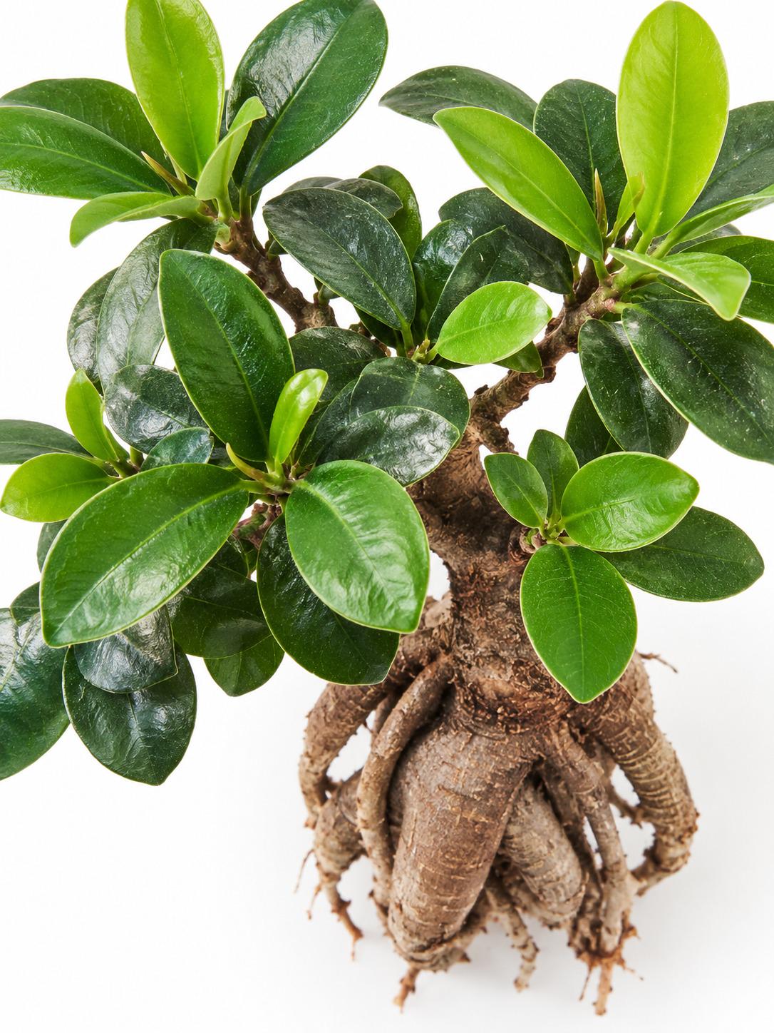Ficus Microcarpa cutting photo 2