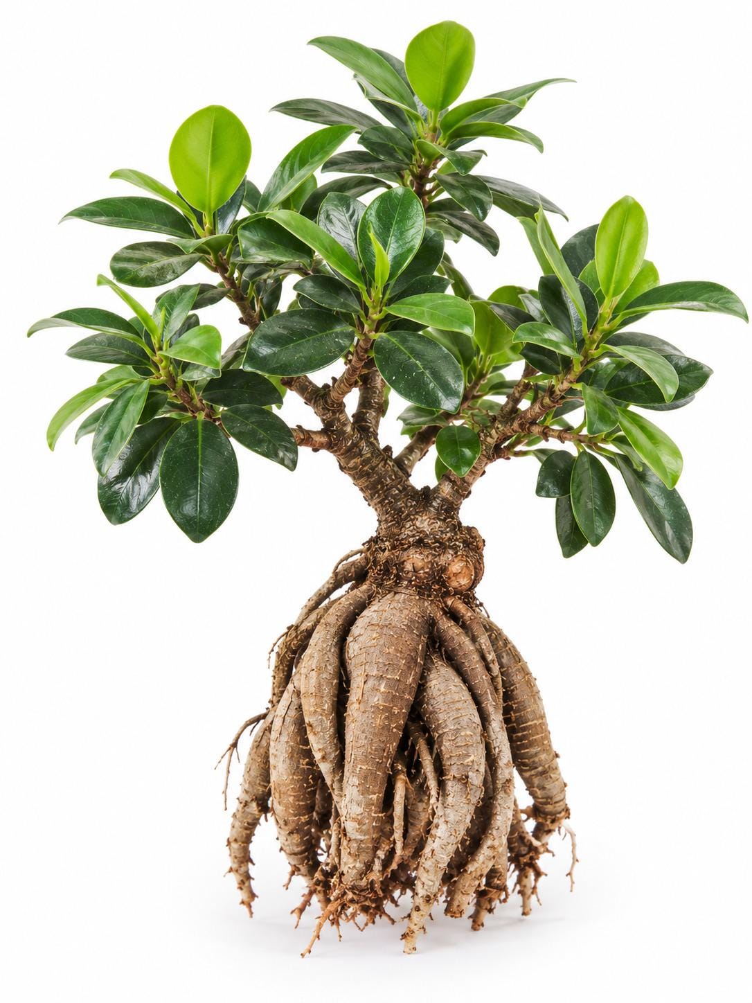 Ficus Microcarpa cutting