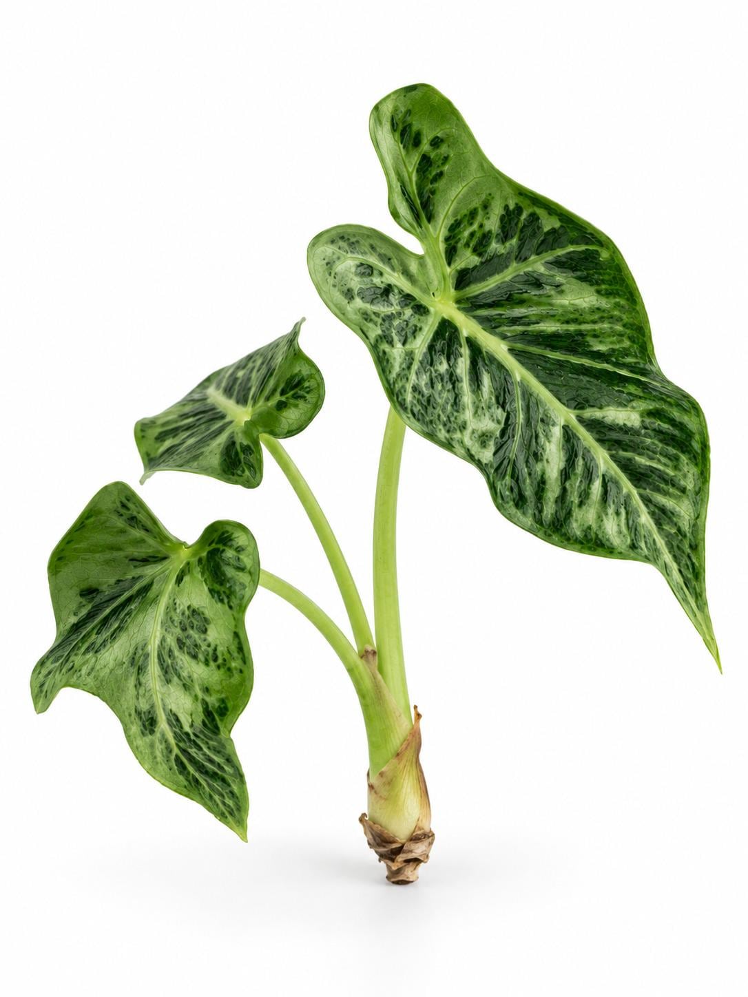 Alocasia Emerald Tide bulb