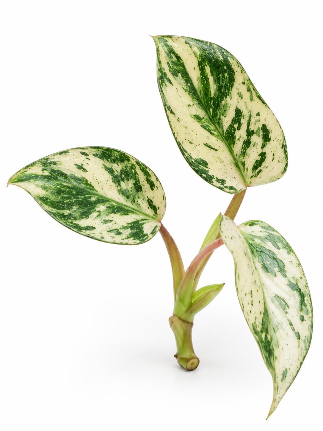 Philodendron Emerald King cutting