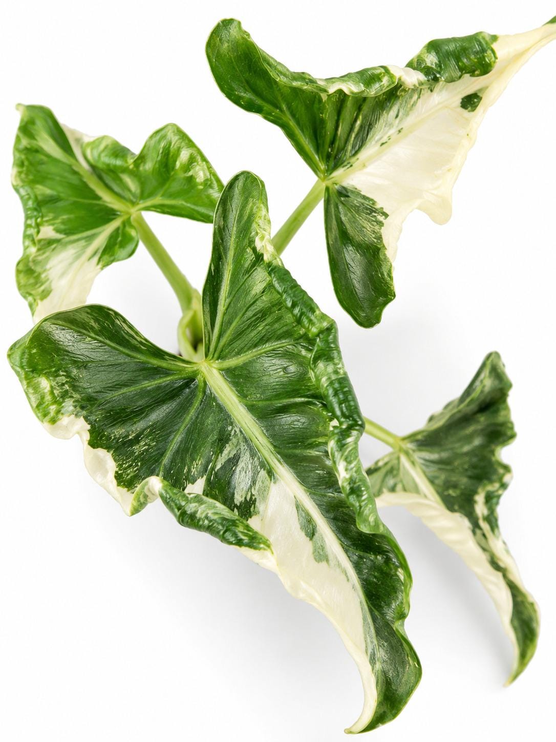 Alocasia Crinkles Albo Variegata bulb photo 2