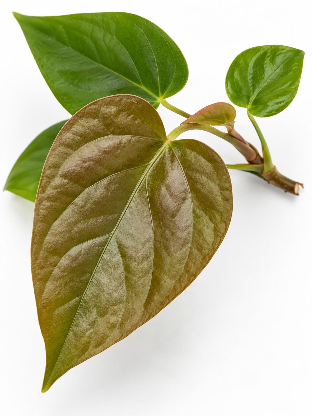Anthurium Queen of Hearts cutting photo 2