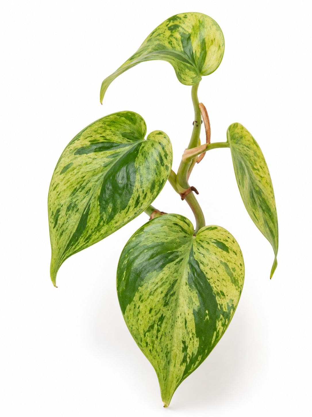 Philodendron Hederaceum Variegated Heartleaf cutting