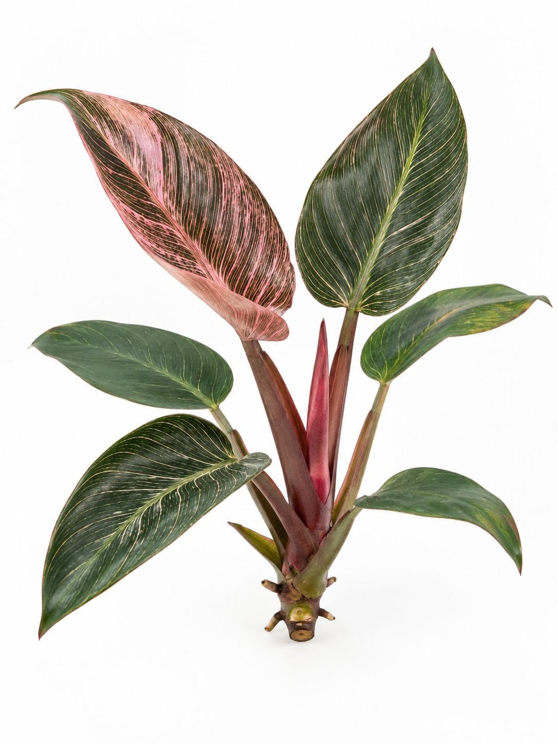 Philodendron Pink Bikini cutting