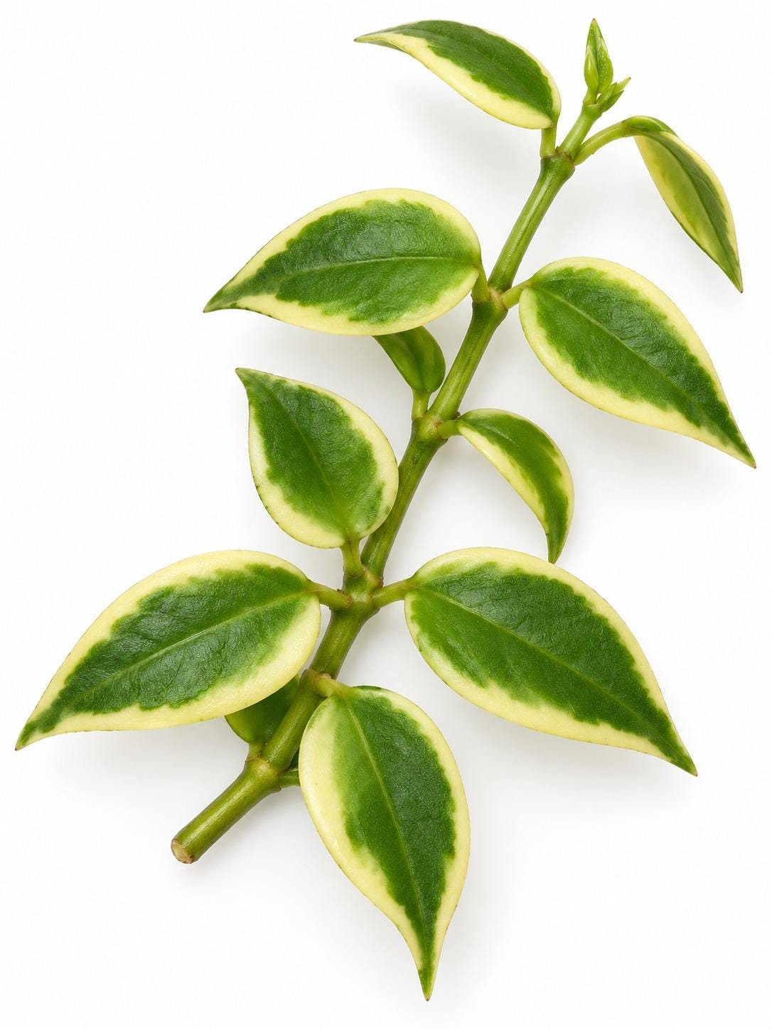 Hoya Bella Outer Variegated cutting photo 2