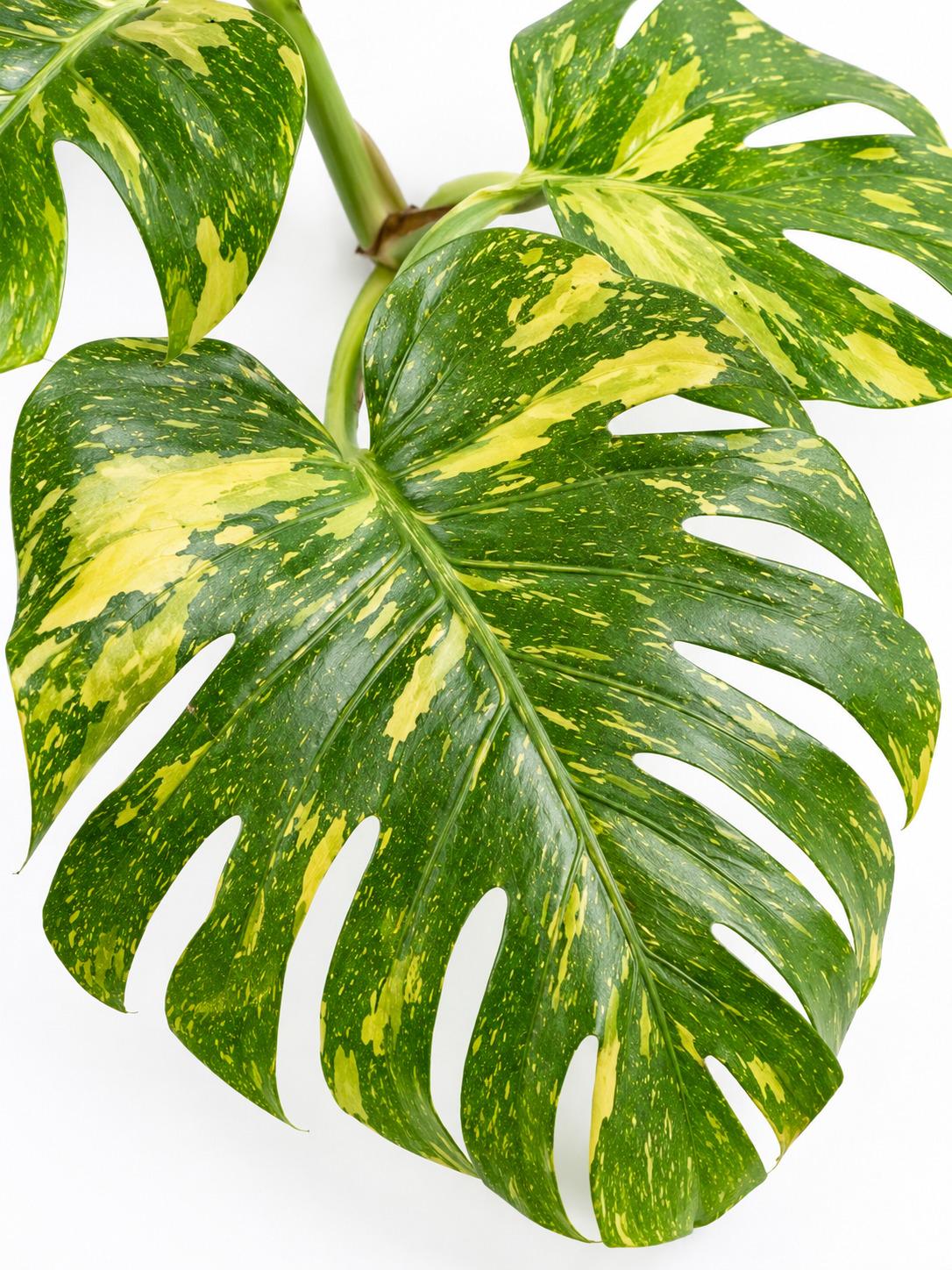 Monstera Deliciosa Electrolyte cutting photo 2