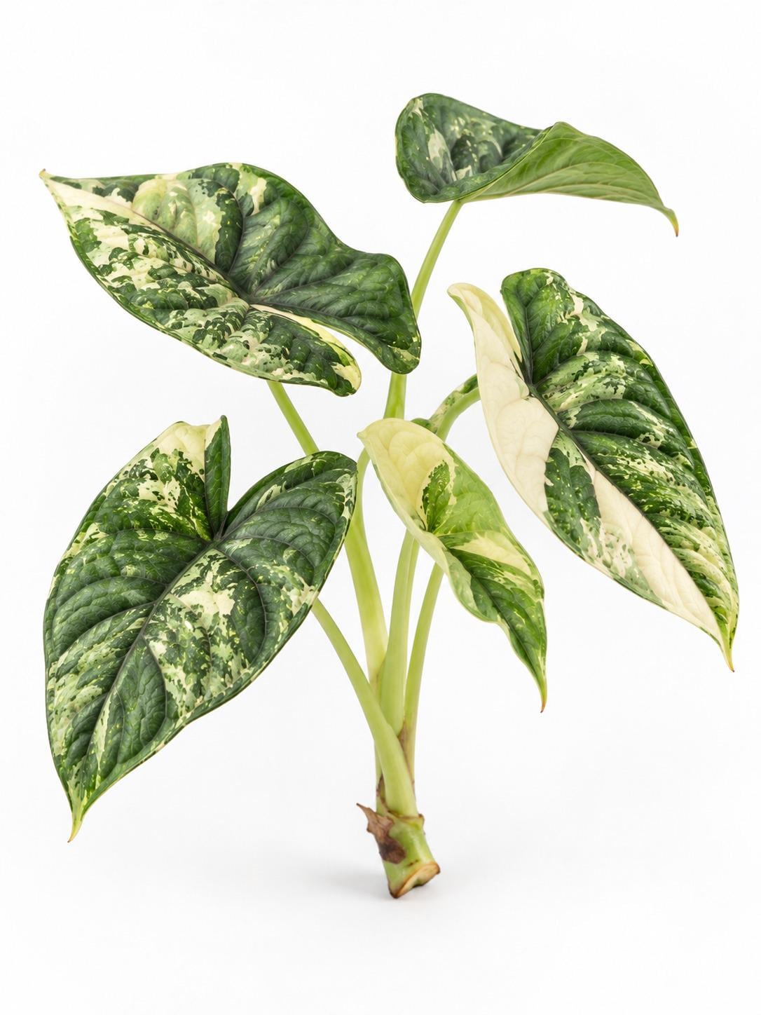 Alocasia Baginda Dragon Scale Albo Variegated bulb