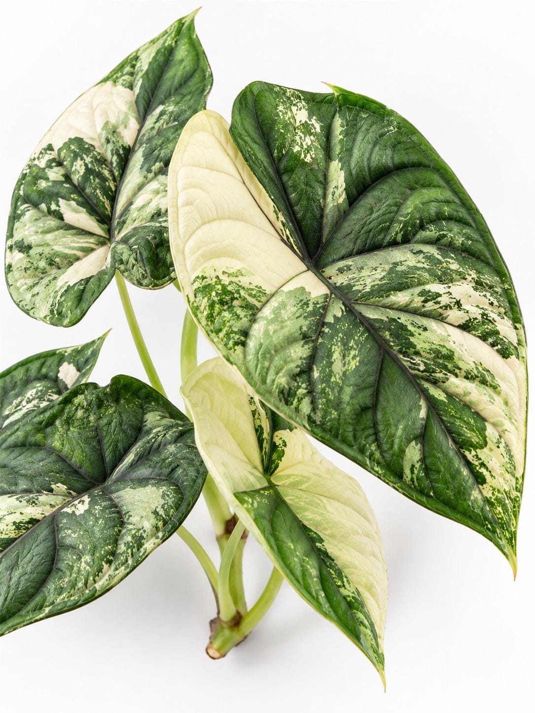 Alocasia Baginda Dragon Scale Albo Variegated bulb photo 2