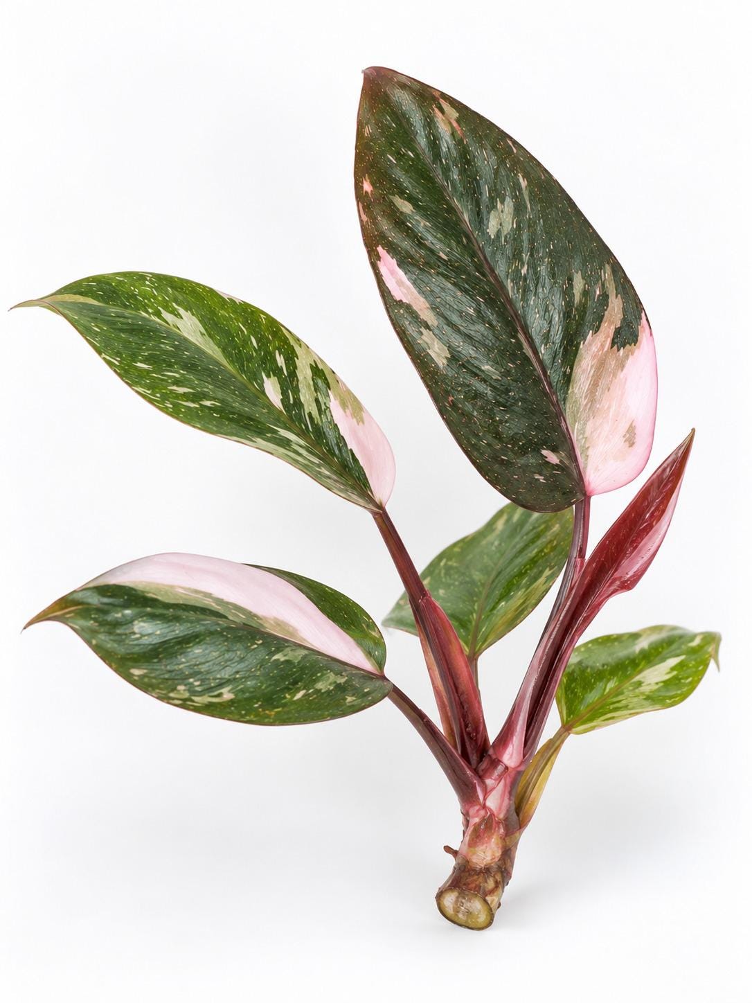Philodendron Red Anderson cutting