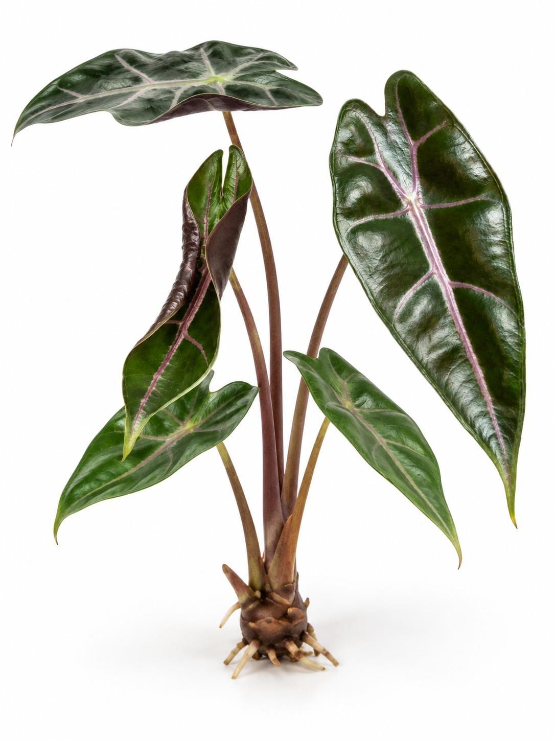 Alocasia Longiloba Suhirmaniana bulb