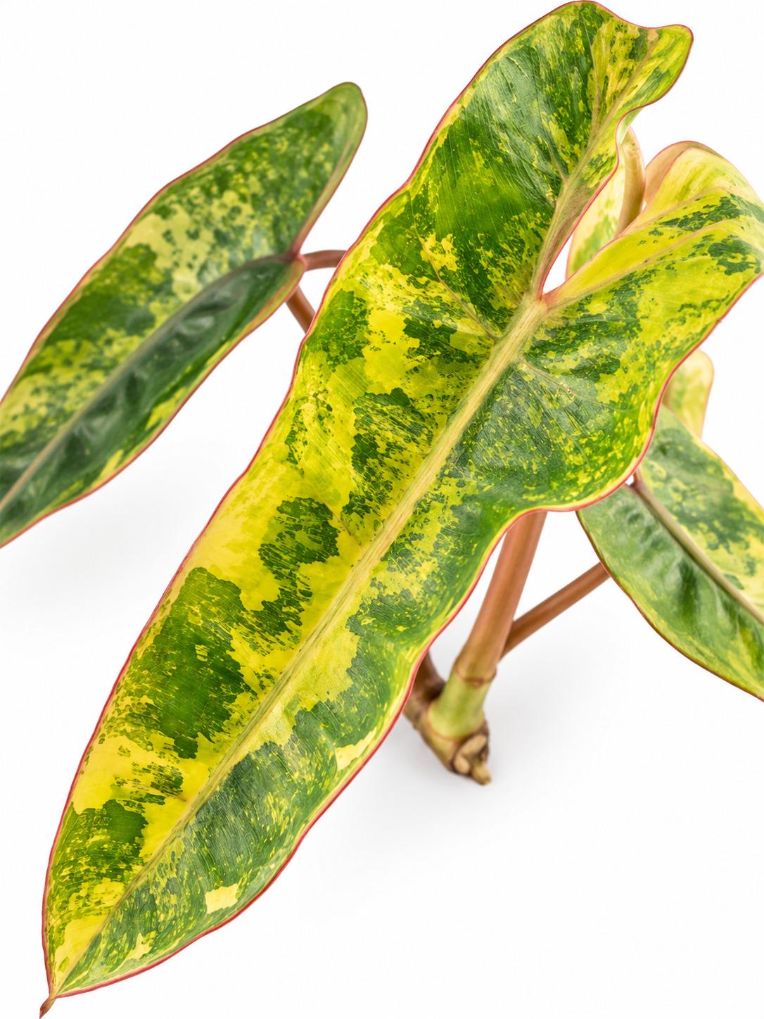 Philodendron Billietiae Aurea Variegated cutting photo 2