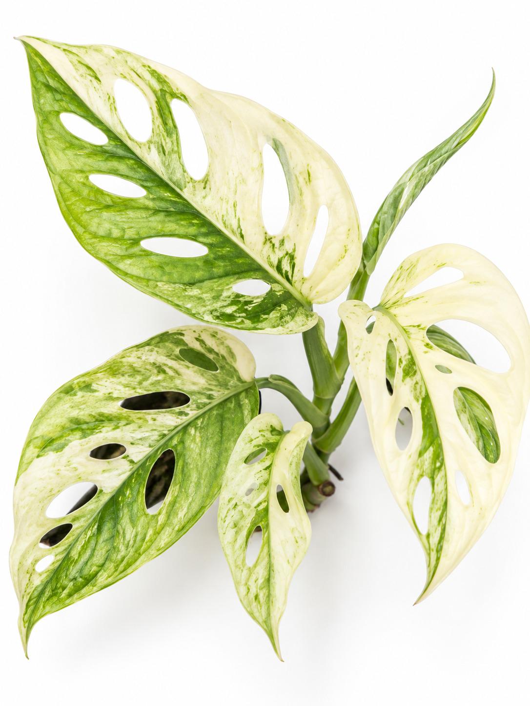 Monstera Adansonii Double Windows Mint Variegated cutting photo 2