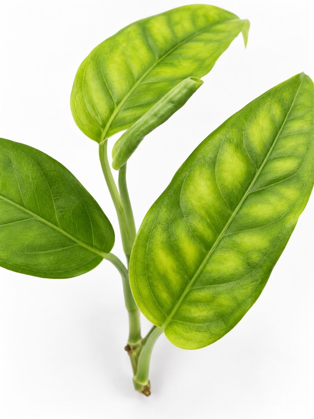 Monstera Obliqua Amazonas cutting photo 2