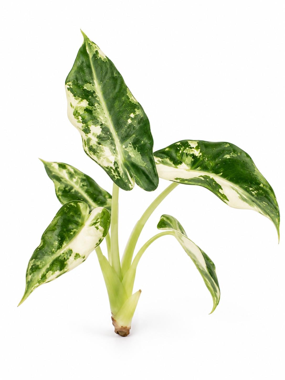 Alocasia Bambino Albo Variegated bulb