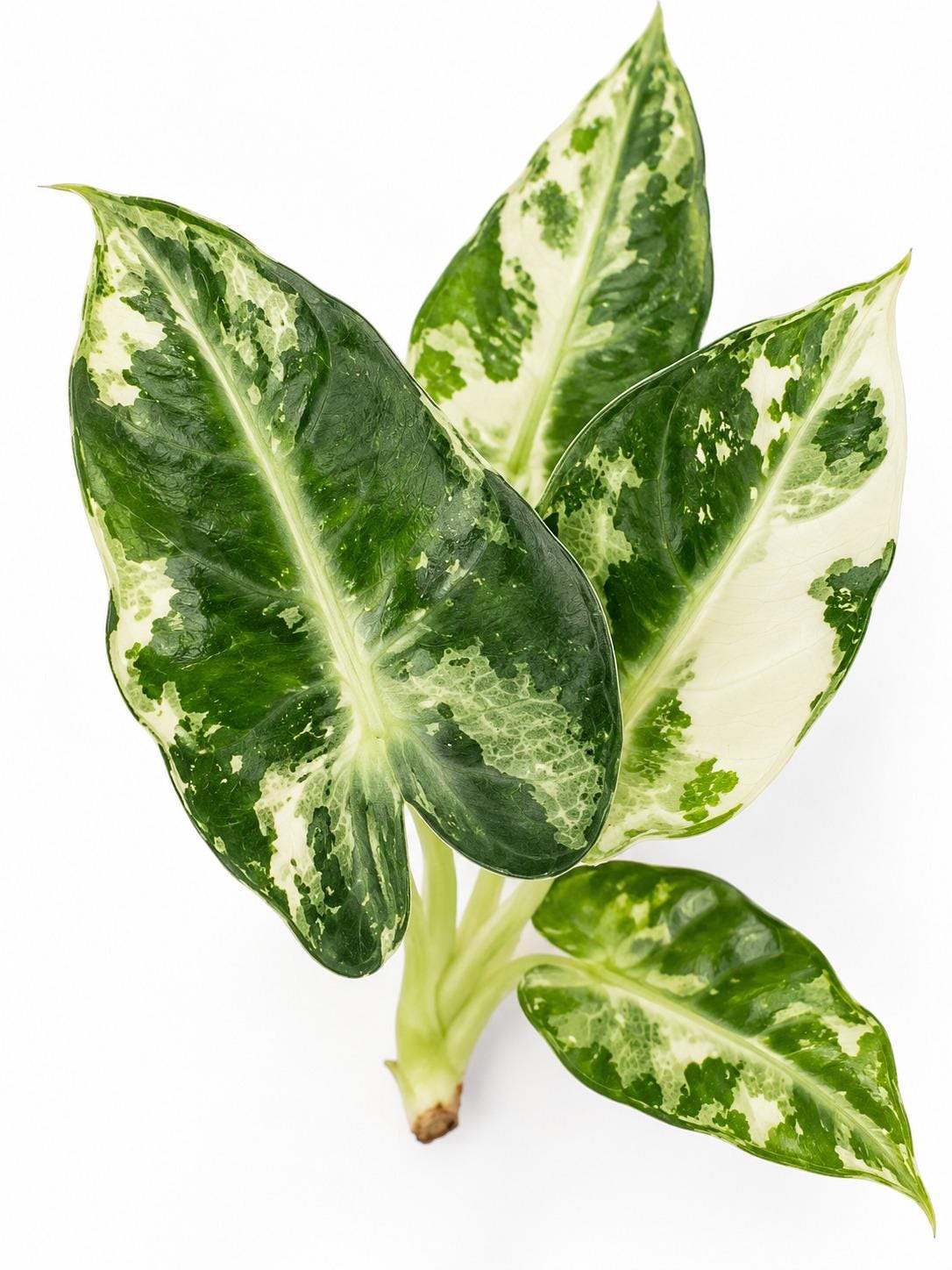 Alocasia Bambino Albo Variegated bulb photo 2