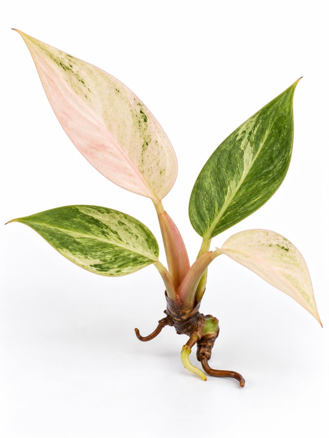 Philodendron Strawberry Caramel Marble cutting