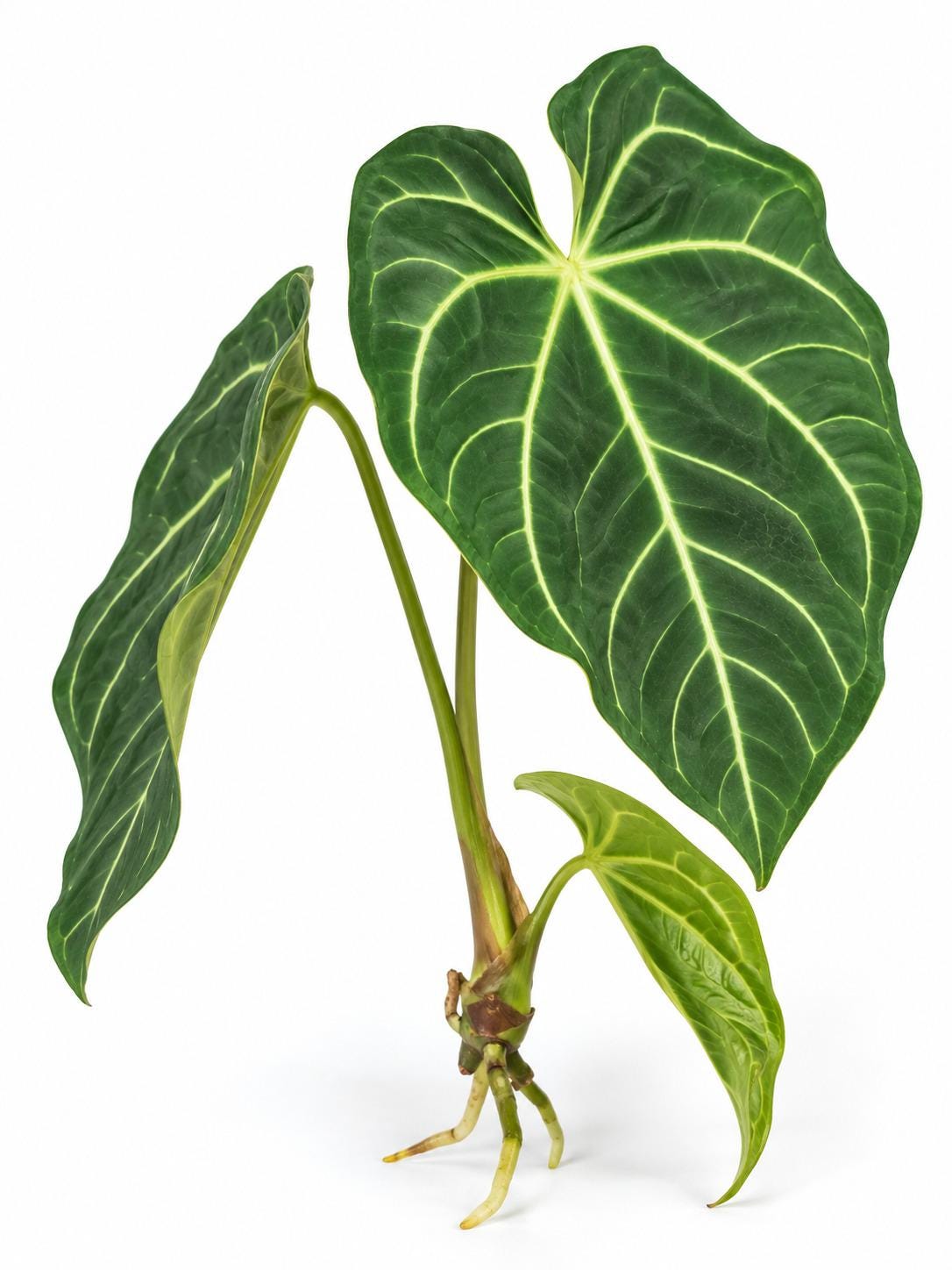 Anthurium Magnificum – photo 2