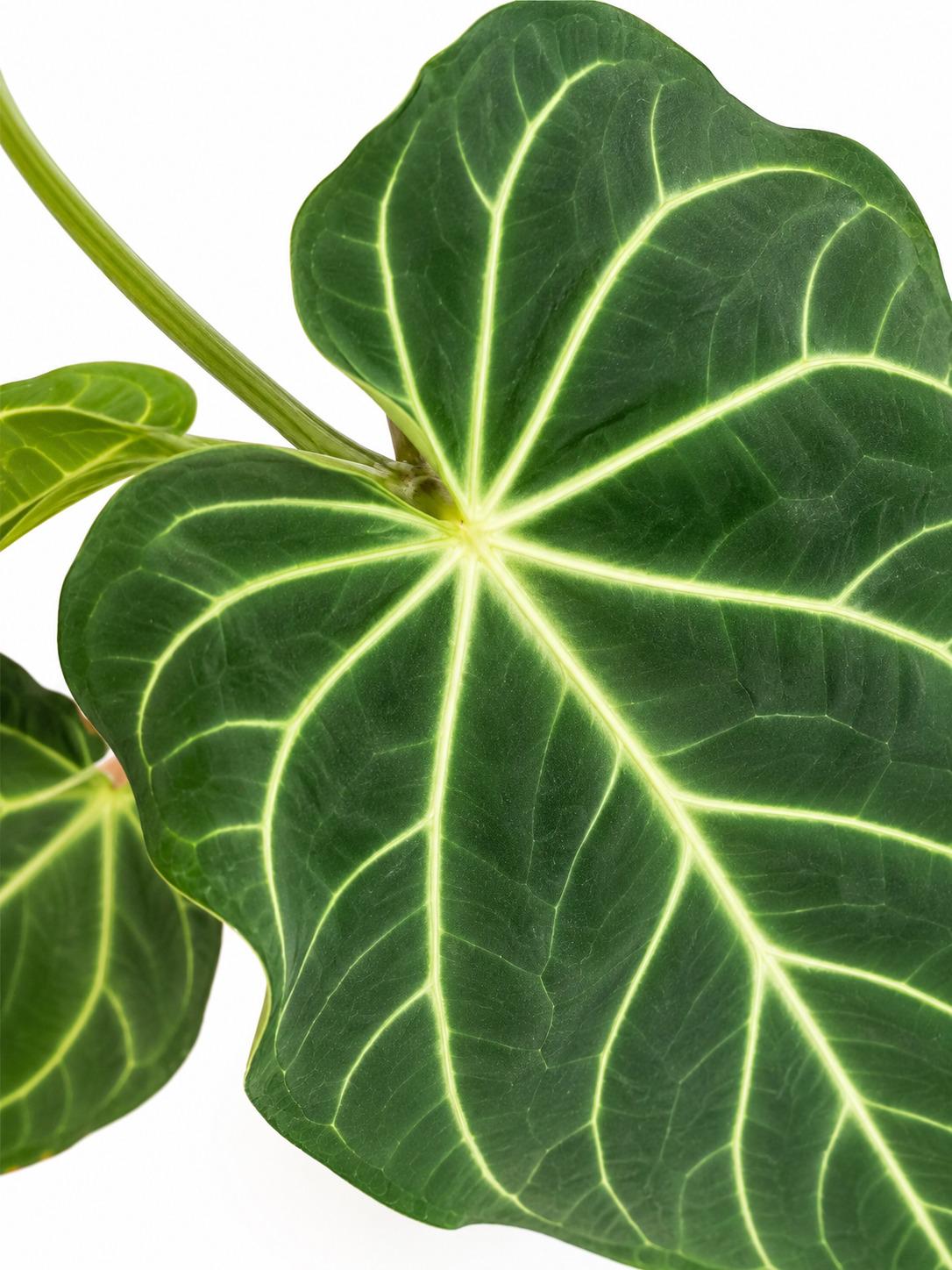 Anthurium Magnificum – rare plant for sale