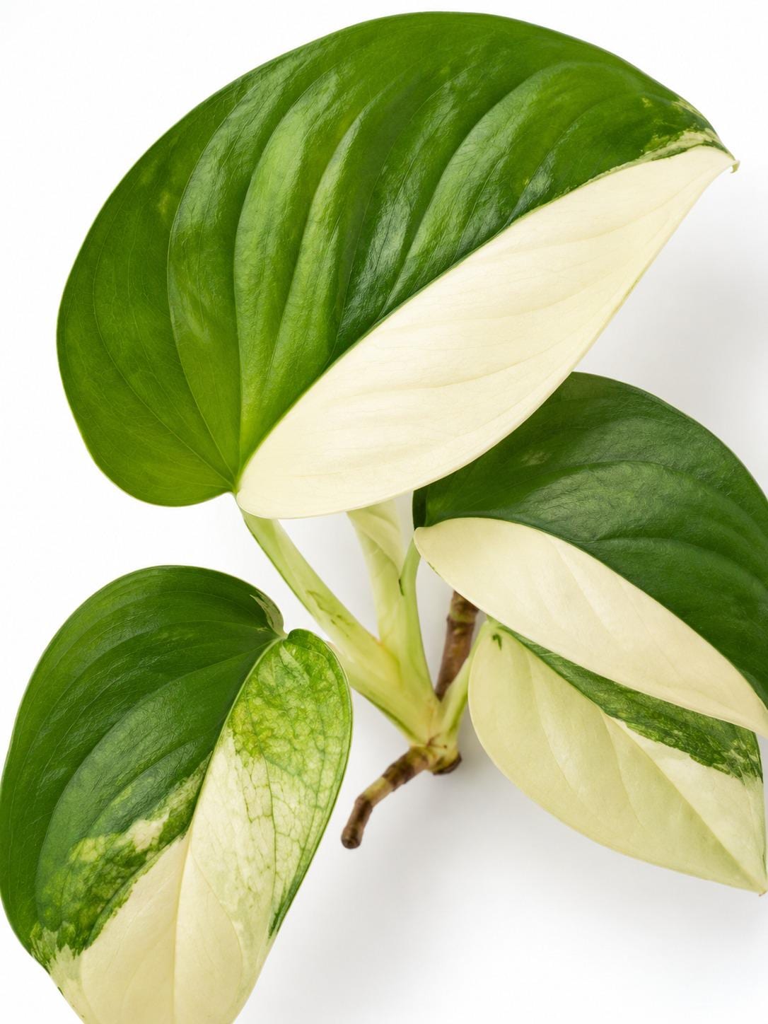 Monstera Acacoyaguensis Variegated cutting photo 2