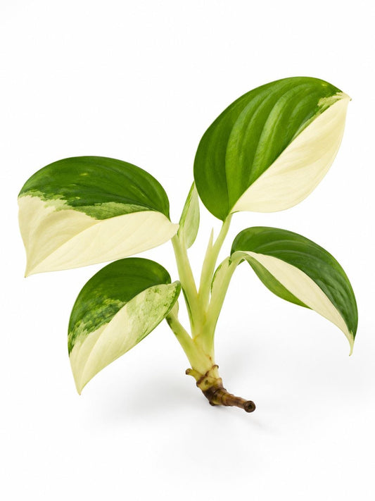 Monstera Acacoyaguensis Variegated Cutting – rare plant for sale