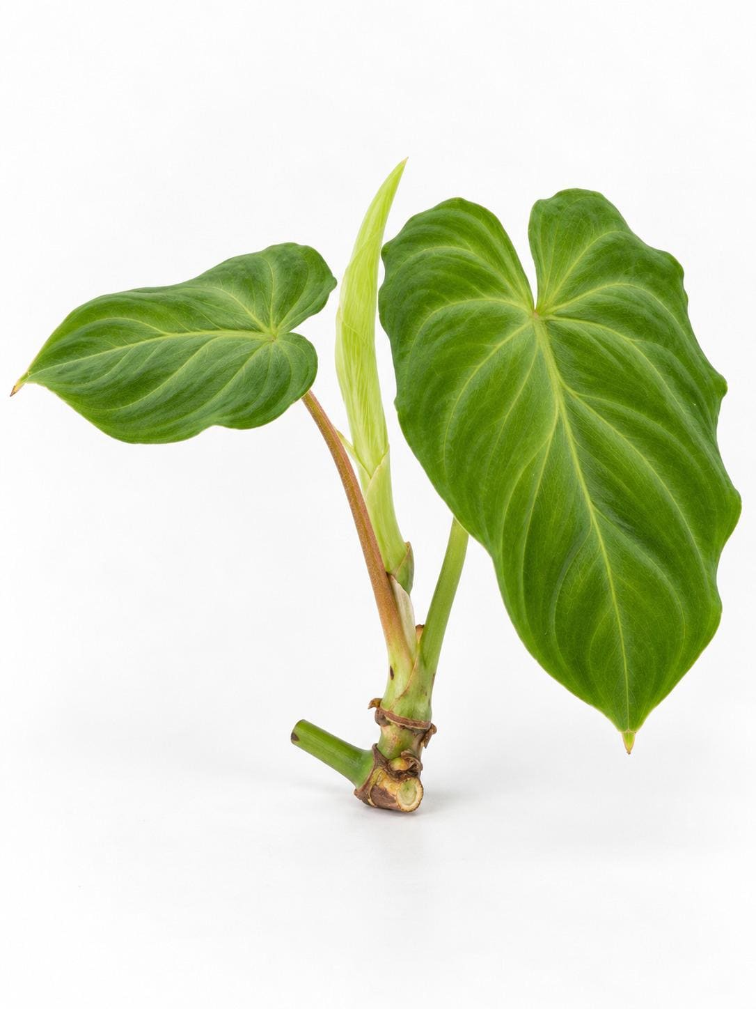 Philodendron Verrucosum x Serpens cutting