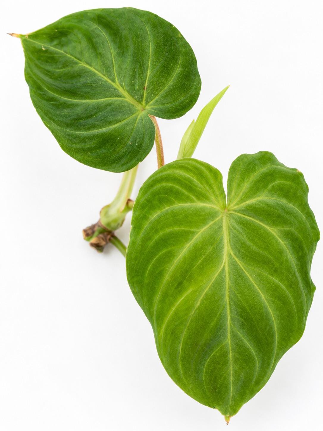 Philodendron Verrucosum x Serpens cutting photo 2