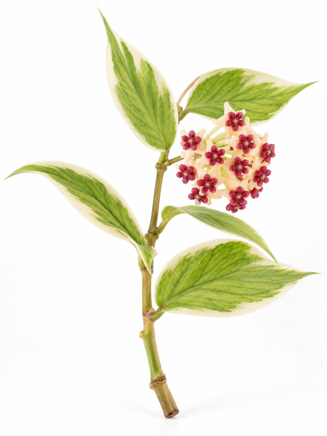 Hoya Polyneura Albomarginata cutting