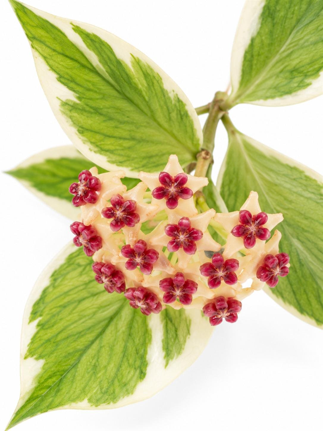 Hoya Polyneura Albomarginata cutting photo 2