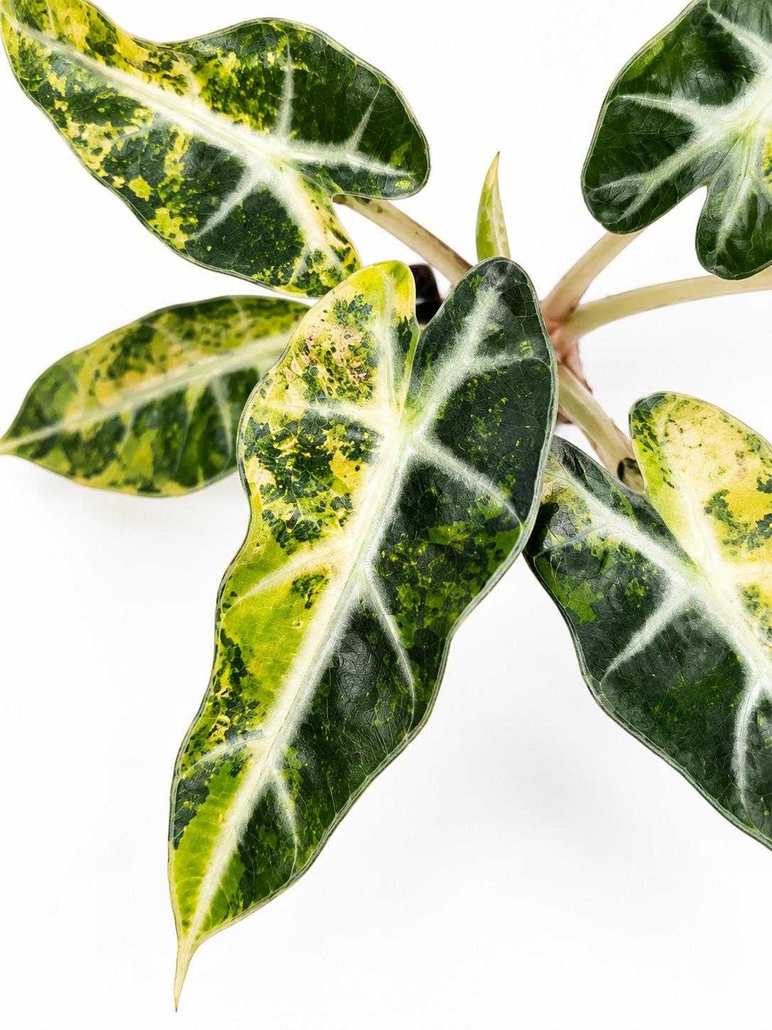 Alocasia Bambino Aurea Variegated bulb photo 2