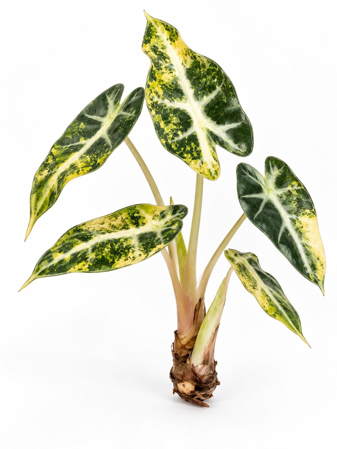 Alocasia Bambino Aurea Variegated bulb