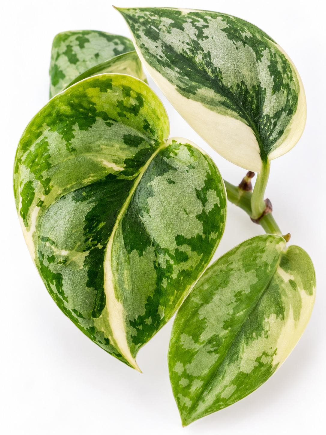 Scindapsus Pictus Mayari Albo Variegated cutting photo 2