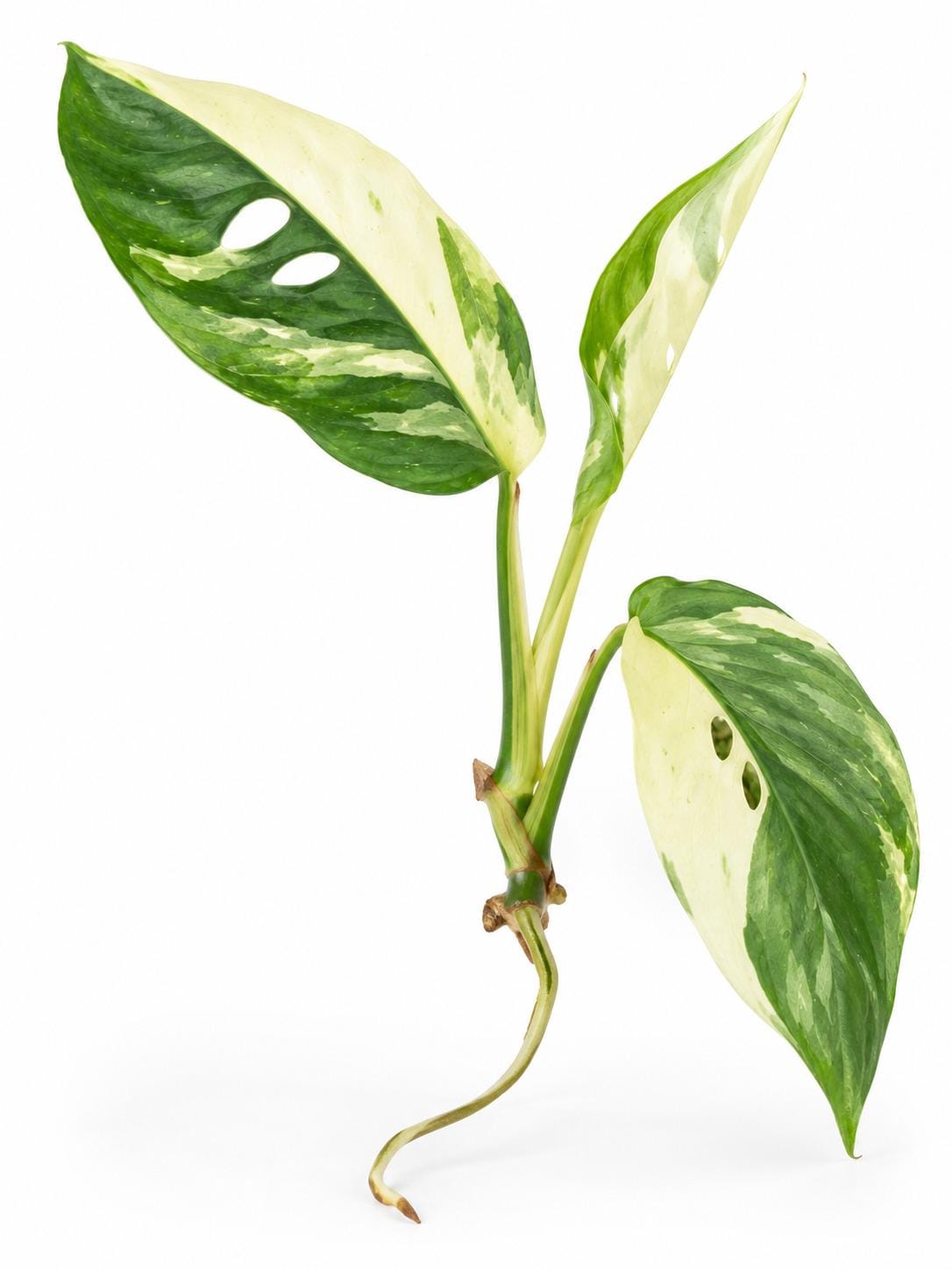 Monstera Laniata Mint Albo Variegated cutting