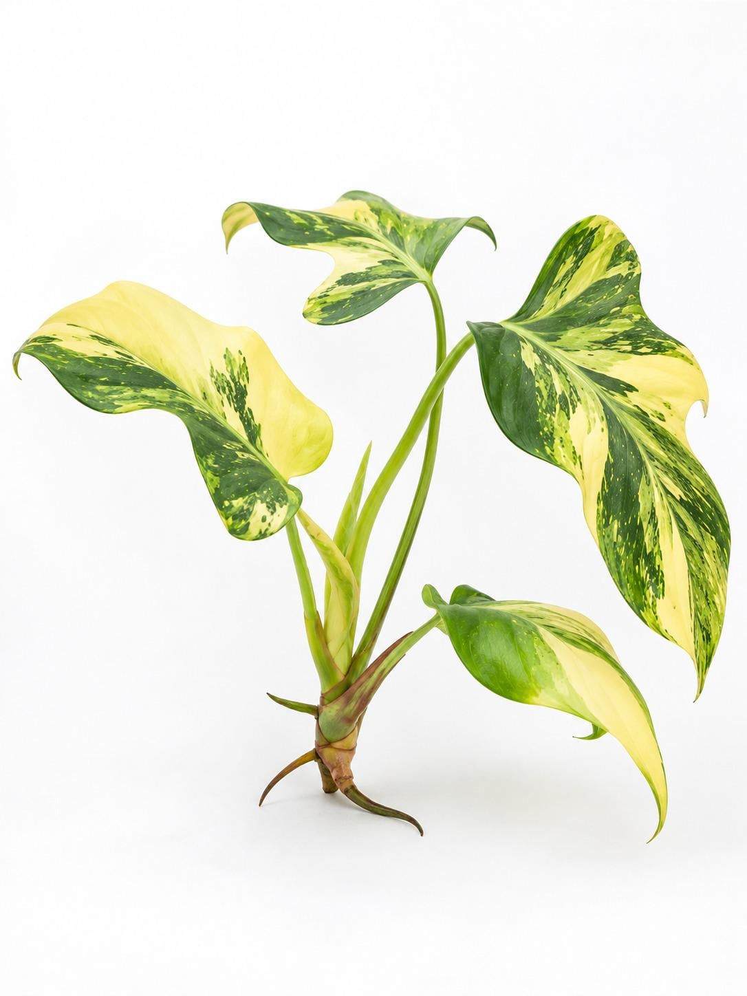Philodendron Bipennifolium Violin Variegated cutting