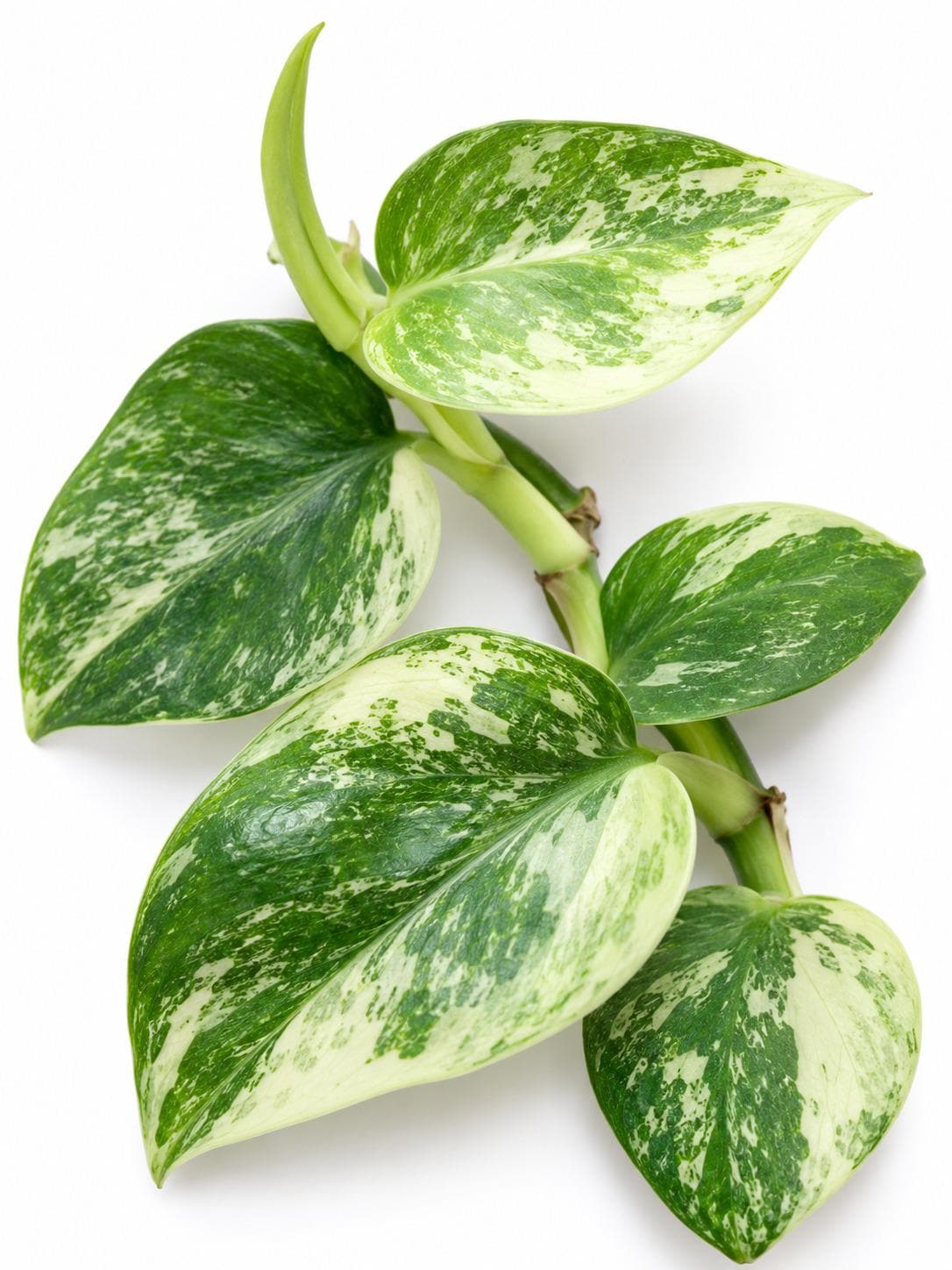 Rhaphidophora Hongkongensis Albo Variegated cutting photo 2