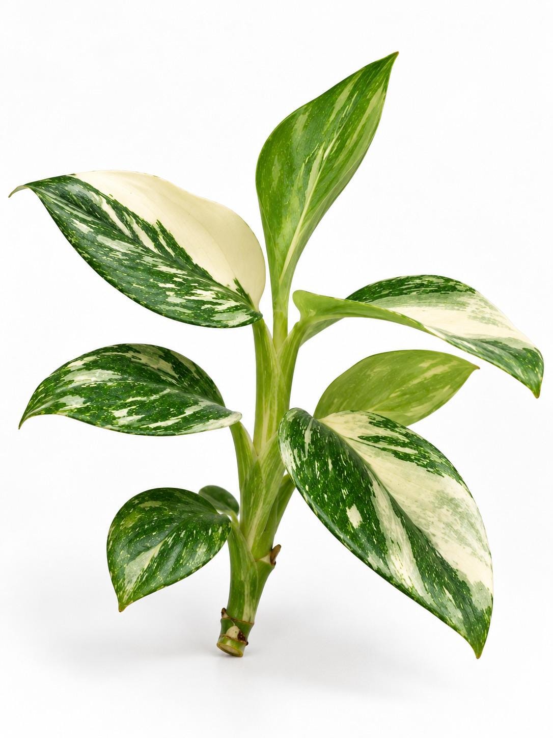 Monstera Standleyana Albo Marble Variegated cutting