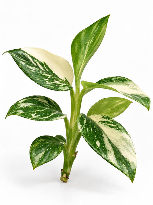 Monstera Standleyana Albo Marble Variegated Cutting – rare plant for sale